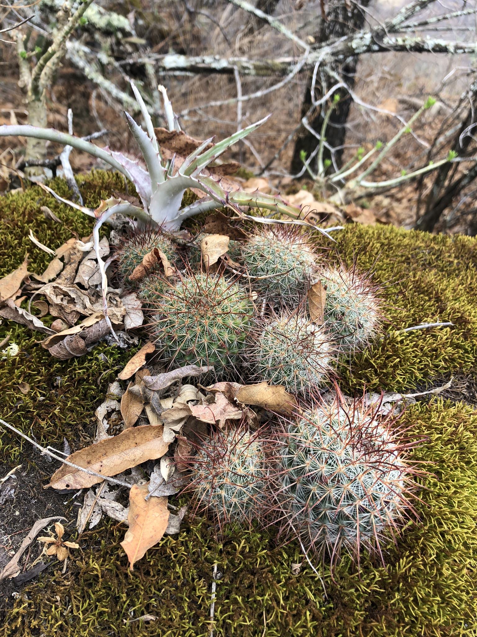 Mammillaria nunezii ssp. nunezii